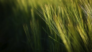 Grass | Jeremy Hill