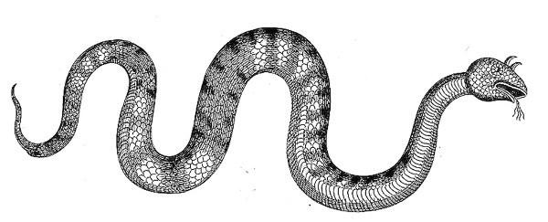 Serpent with horns
