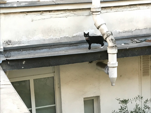 一只猫站在屋顶