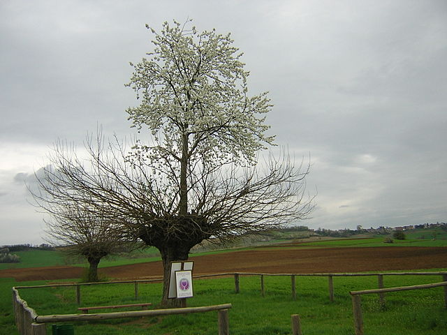 Cherry tree growing on a mulberry tree