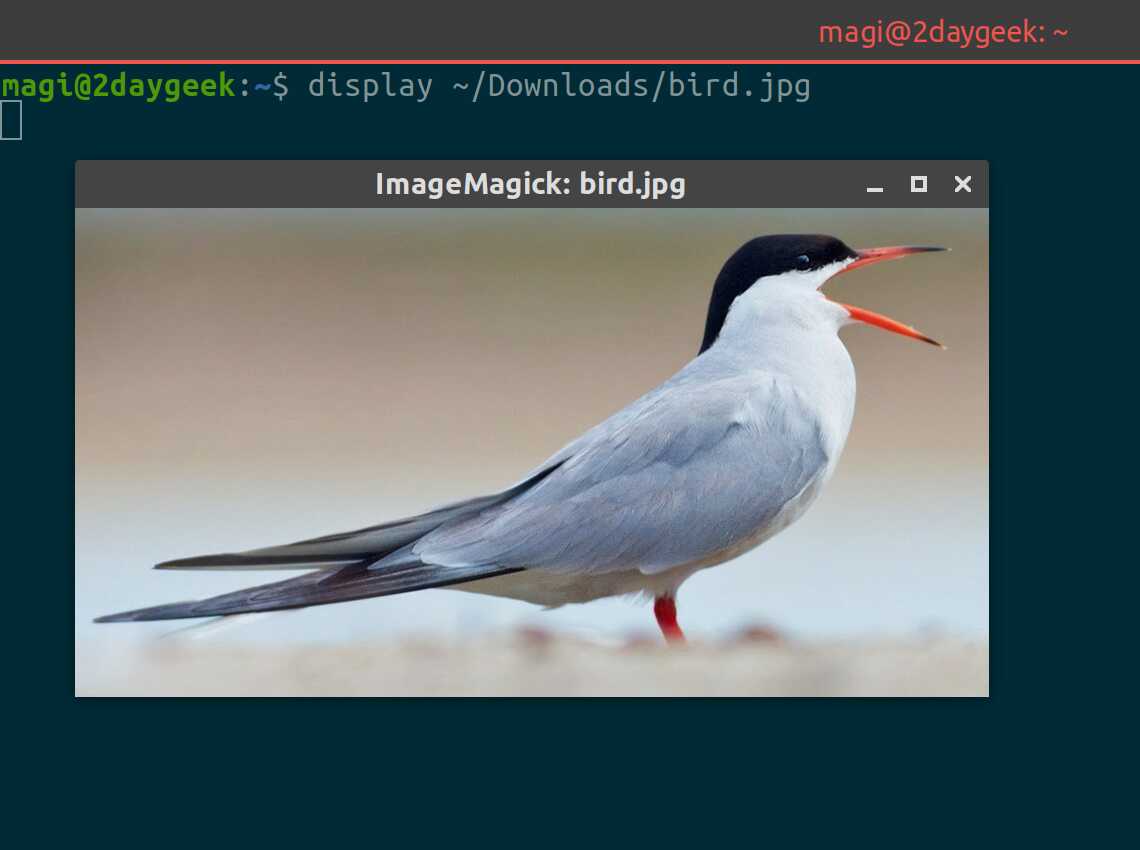技术如何在 Linux 终端查看图像